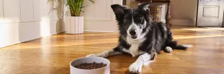 Black &amp; white dog laying on wood floor with a bowl of food in front of him