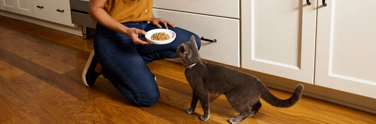 Pet owner feeding cat a bowl of food