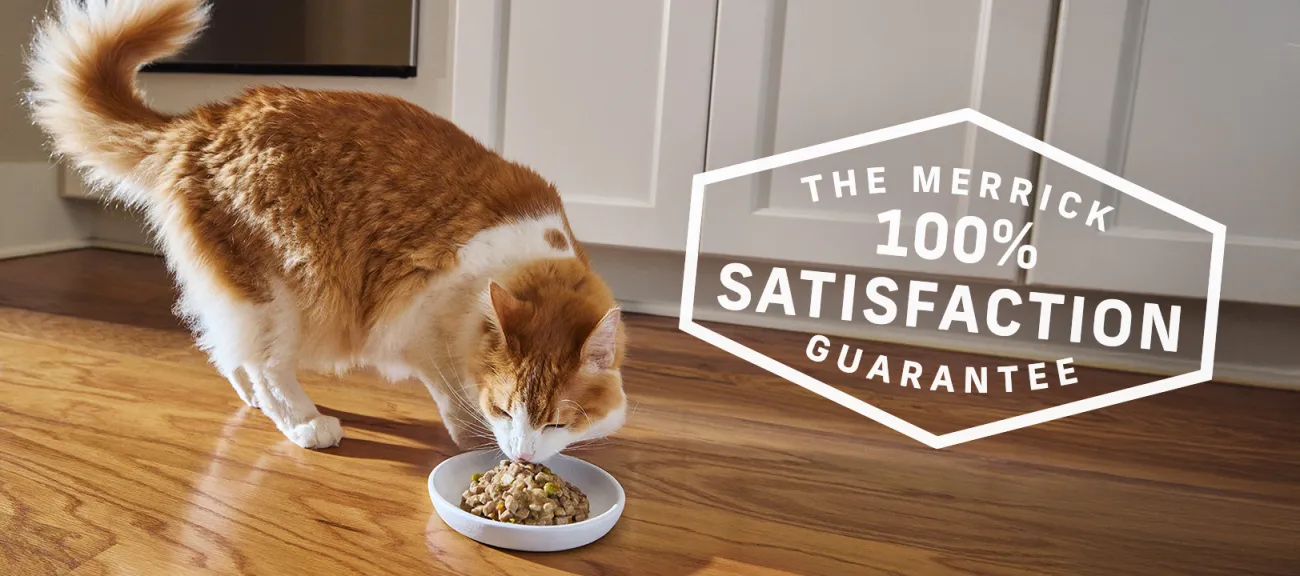Orange cat eating off plate