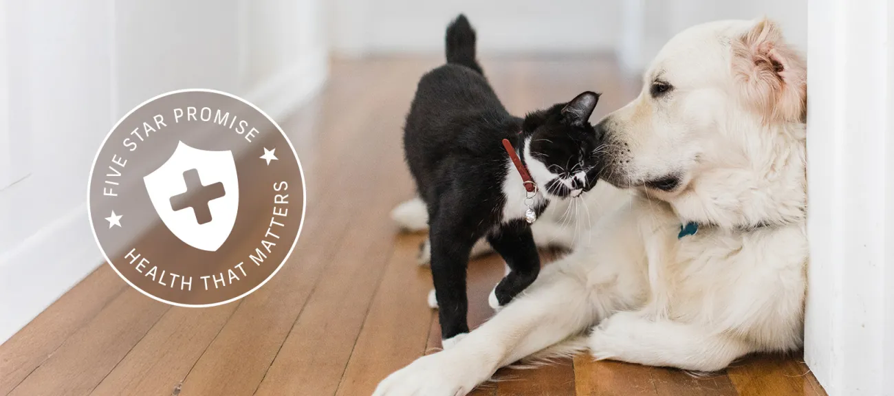 cat and dog are playing