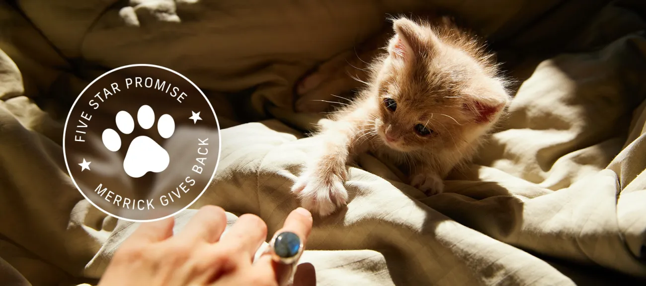 kitten is playing with the finger