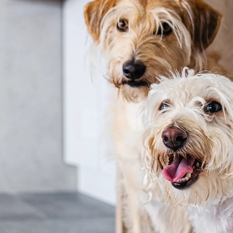 two dogs waiting for food