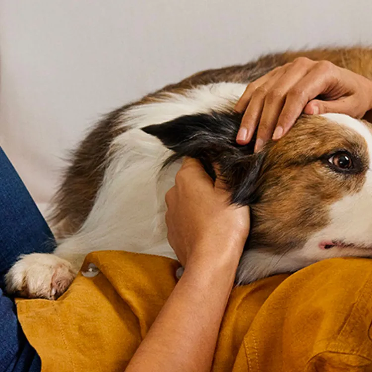 A woman in jeans petting a dog