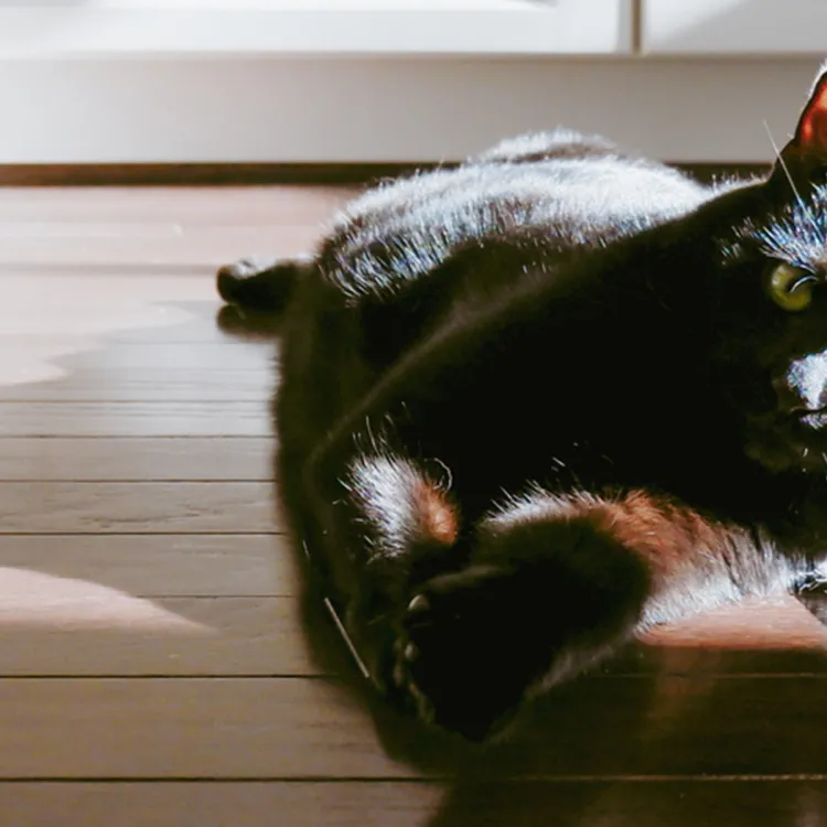 A black cat lying on a wood floor
