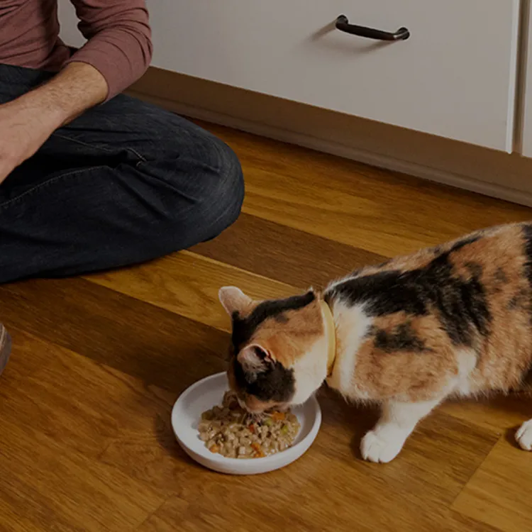 A cat eating from a bowl