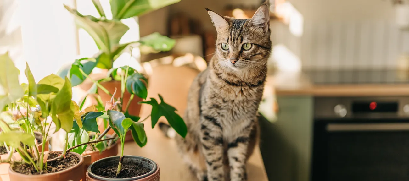 A cat sitting on a table with plants