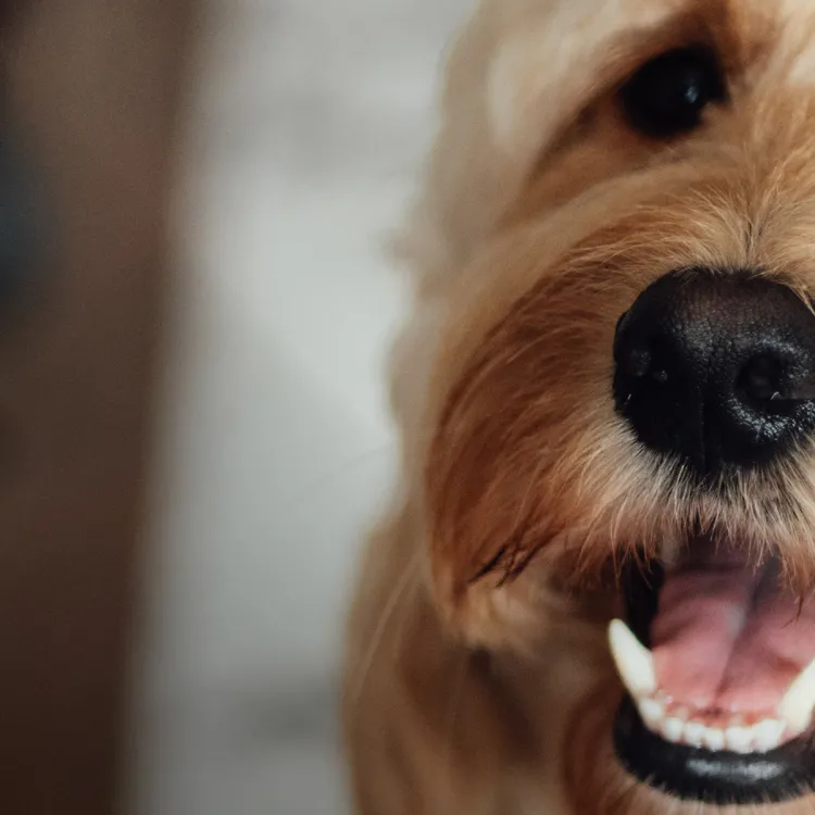 dog looking up smiling