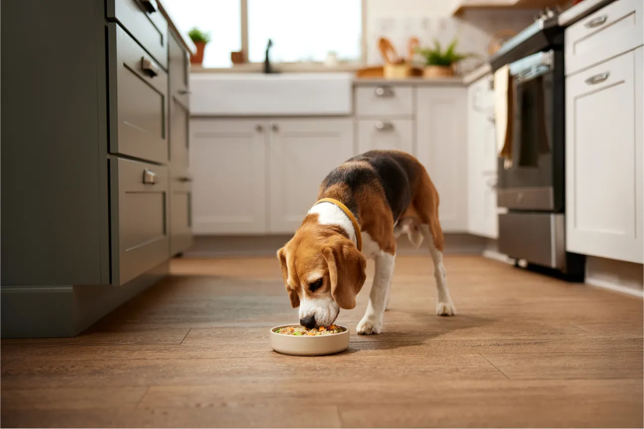 beagle dog eating out of food bowl on the kitchen floor
