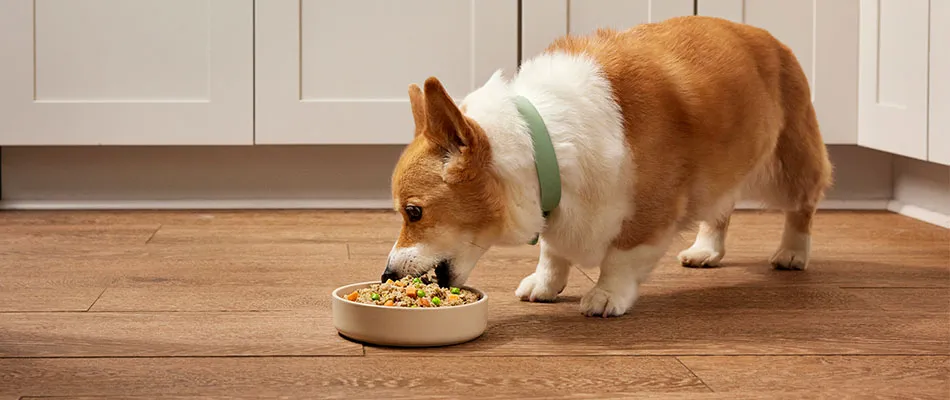 Corgi eat a bowl of Fresh Selects on the ground